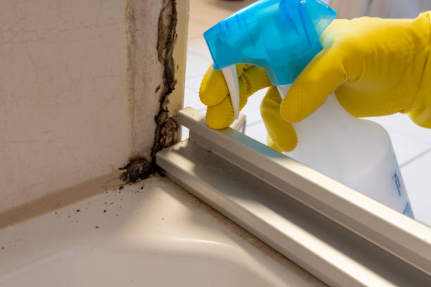 Best Local Mold Removal Service  in Merryville, LA