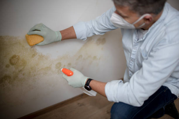 Best Fast Mold Removal  in Merryville, LA