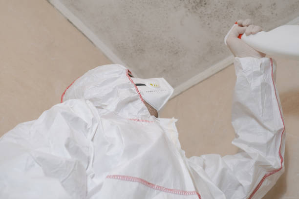 Mold Testing and Removal in Merryville, LA
